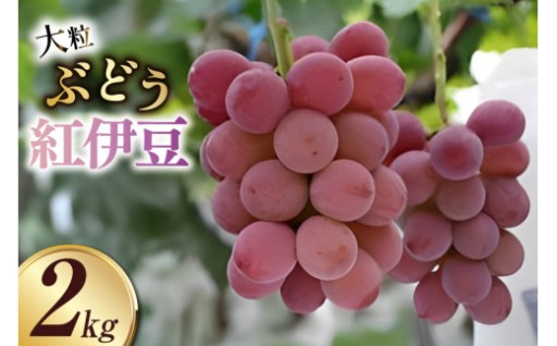 大粒ぶどう 紅伊豆 2㎏以上