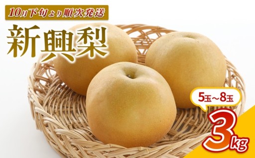 【先行予約】シャキッ、じゅわっ。秋のごちそう『新興梨』🍐