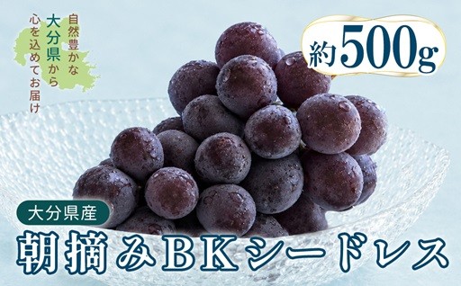 ＼本日より受付開始／2026年出荷 BKシードレス約500kg (1～2房)