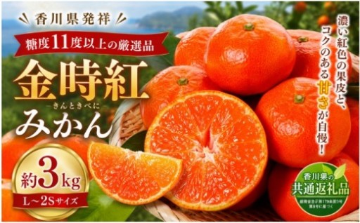 先行予約受付中！金時紅みかん 約3kg
