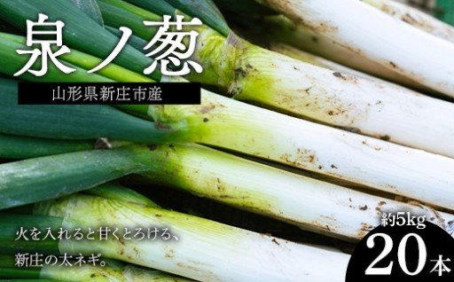 山形県新庄市産 泉ノ葱 20本 約5kg