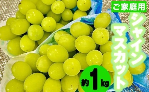 〈松尾農園〉シャインマスカット約1kg(家庭用)