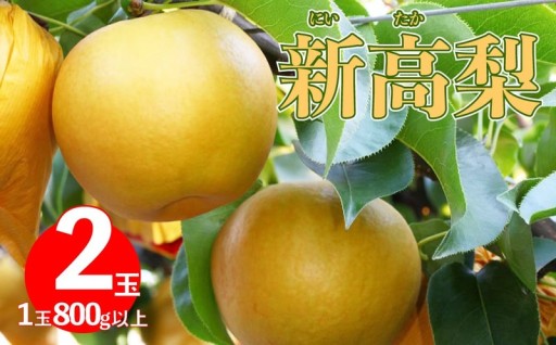 【もうすぐ出荷開始！】驚きの特大サイズ！高知県佐川町から、樹上で完熟させた極上の「新高梨」をお届けします！