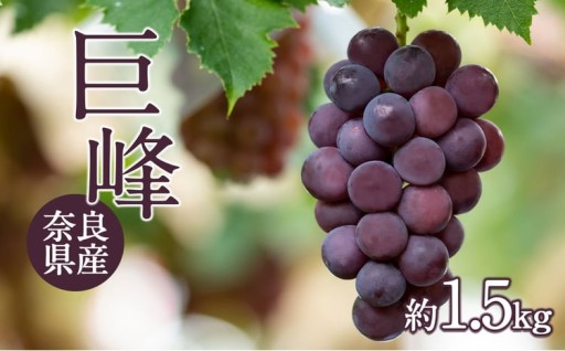 秋の味覚♪吉野の巨峰1.5kg🍇