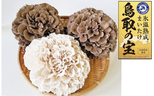 ぎゅっと旨味！舞茸『鳥取の宝』と白まいたけ