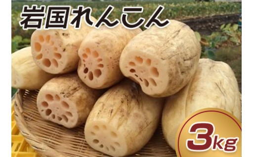 【肉厚れんこん】岩国れんこん 泥付き（3kg）