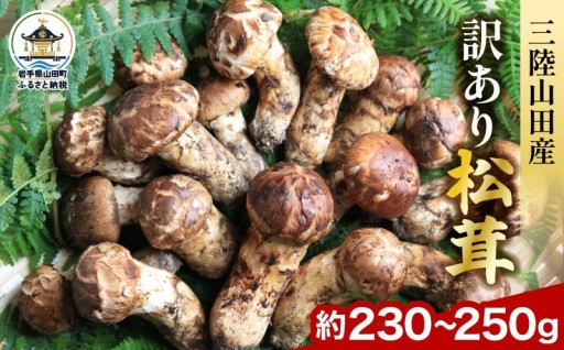 ＼申し込むなら今！／三陸山田産の訳あり天然松茸
