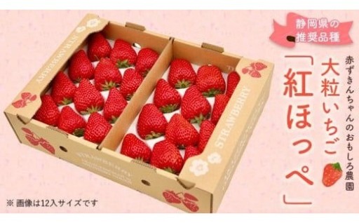 【2027年発送】紅ほっぺ 大粒　約500g×2パック