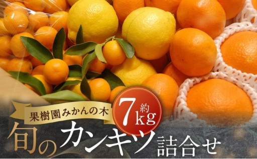 果樹園みかんの木の旬のカンキツ詰合せ 7kg