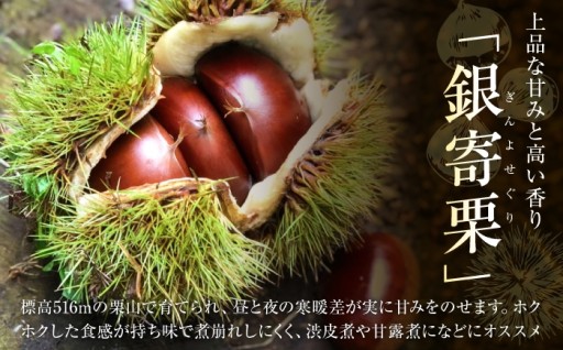 もうすぐ発送開始！内子の大粒銀寄栗