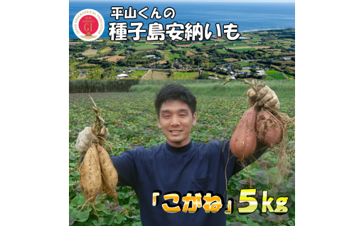 種子島 安納いも 平山農園「 こがね 」 (Mサイズ) 5kg