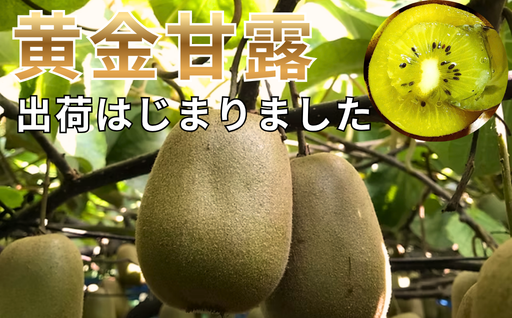 極早生キウイ「黄金甘露」の出荷が始まりました🥝✨