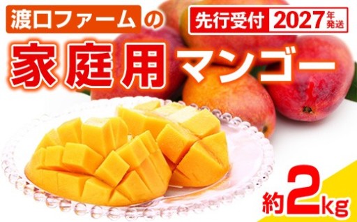 【先行予約開始】渡口ファームの家庭用マンゴー約2kg【2027年発送】