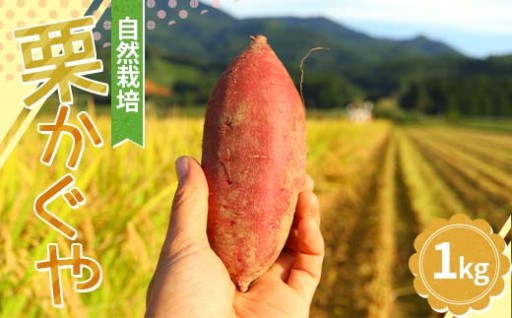 自然栽培 栗かぐや 1kg（3～6本）
