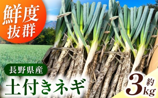 野菜 ネギ 先行受付 伊那市田原産 土付きネギ 約3kg