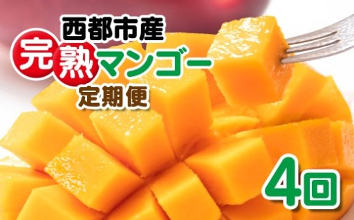 【定期便 4回お届け】 西都市産完熟マンゴー2玉入り 900g以上