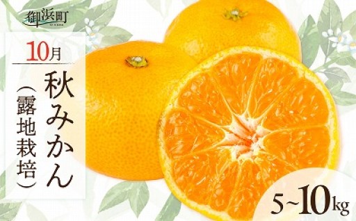 【🍊自然の恵みそのままに🧡】10月の御浜柑橘 秋みかん 5～10キロ