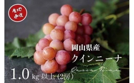 【チョイス限定】岡山県産 クイーンニーナ 1.0kg以上（2房） ※なくなり次第終了