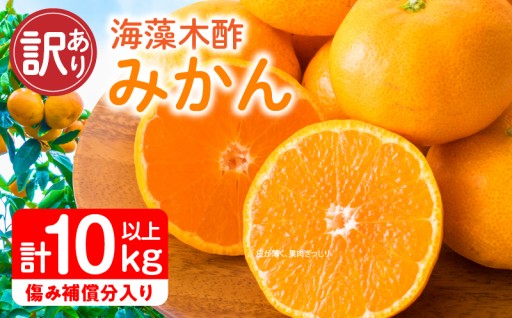 【先行予約】宮崎県産完熟マンゴー玉数が選べる