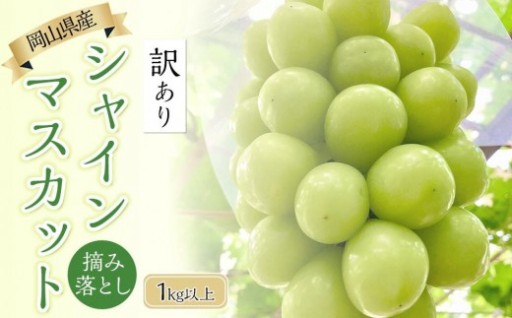 ぶどう 2026年 岡山県産 訳あり シャインマスカット 1kg以上 摘み落とし＜9月以降発送＞