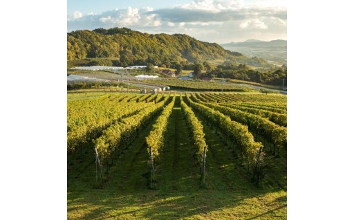 北海道仁木町 9月末で受付終了する人気返礼品特集