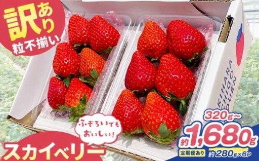【訳あり】でもおいしい！大粒いちごスカイベリー🍓
