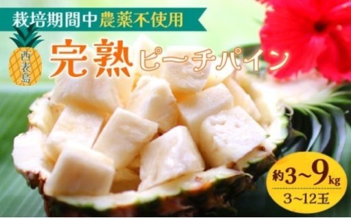 【先行予約】西表島の『完熟ピーチパイン』
