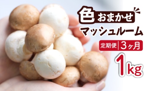 発送時期が上旬中旬下旬から選べます！