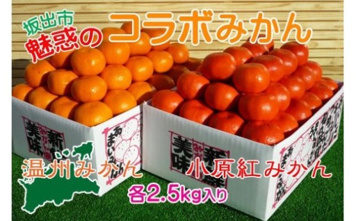 ≪先行受注≫小原紅早生 & 完熟温州 セット 約5kg