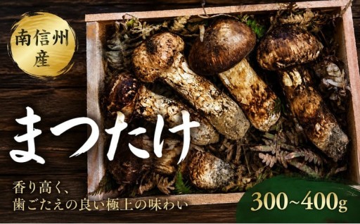 南信州産 まつたけ【2026年10月発送予定】 