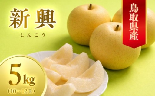 【先行予約】数量限定 鳥取県産梨 新興（しんこう） 5kg（10～12玉）