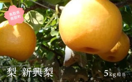 実りの秋に南部町の美味しい「新興梨」をどうぞ！