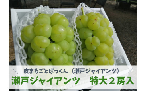 【なくなり次第終了】【特選品】瀬戸ジャイアンツ 特大２房/計1.3kg~