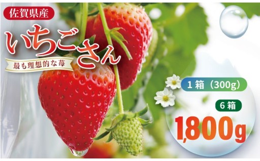 先行予約 いちごさん 1.800g
