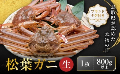【先行予約】ブランドタグ付き 松葉ガニ（生）1枚（800g以上）