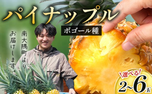 【2027年先行予約・数量限定】パイナップル/ボゴール種　約800g（選べる内容量・2玉～6玉）DS-1-SKU