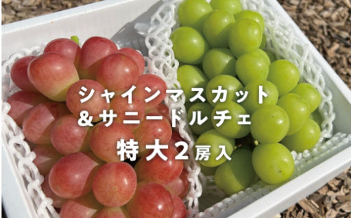 【なくなり次第終了】大粒シャインマスカット＆サニードルチェ 特大2房入/計1.3kg~ (岡山県産)