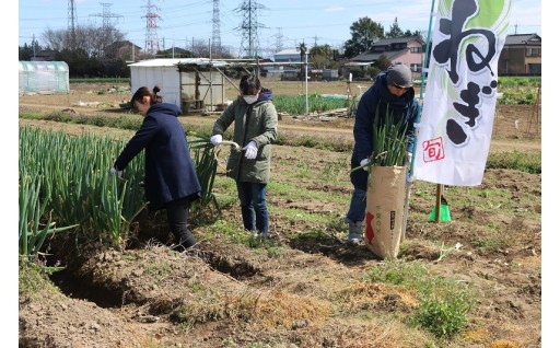 【受付開始】毎年好評！2027年ねぎセルフ収穫体験&長ねぎ各種