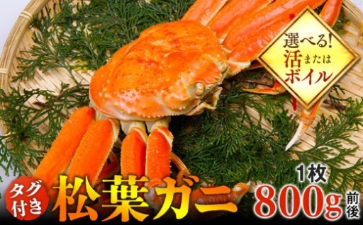 【選べます！活またはボイル】タグ付き 松葉ガニ 大1枚（800g前後）