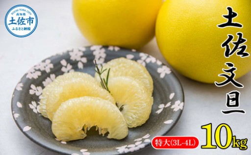 ＼先行予約／食べ応え抜群！特大土佐文旦10kg