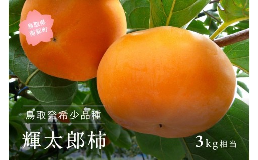 出荷間近！鳥取発の新品種、高級柿【輝太郎】です！