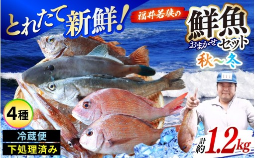 【期間限定】下処理済みでお手軽✨旬の鮮魚セット🐟