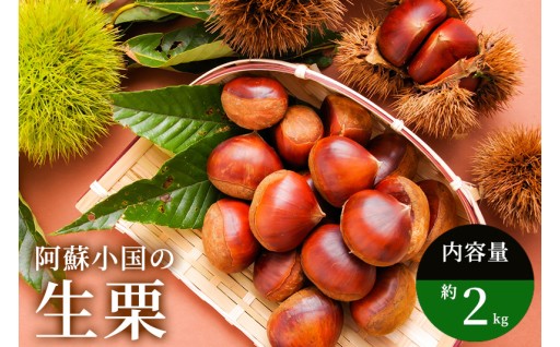 【期間限定】旬の味覚をお届け！阿蘇産の生栗2kg