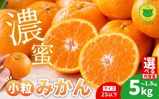 甘さがギュッと詰まった、小粒みかんです。産直でもすぐ売り切れる、大人気みかん