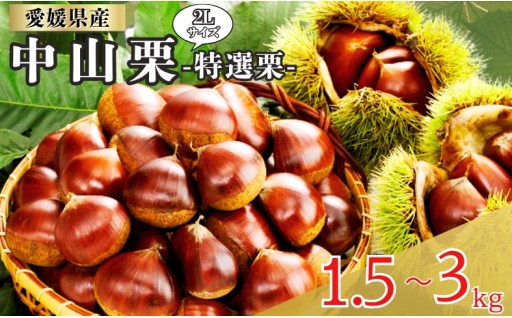 中山栗🌰 特選栗 2Lサイズ 【選べる容量】 1.5～3kg 愛媛県ブランド中山町 伊予市🍁