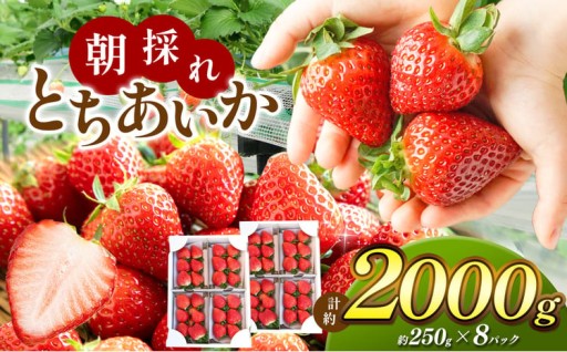 たっぷりうれしい2kg🍓朝採れとちあいか！