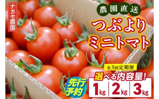 【全3回定期便】🍅農園直送 つぶより ミニトマト🍅1～3kg【選べる容量】
