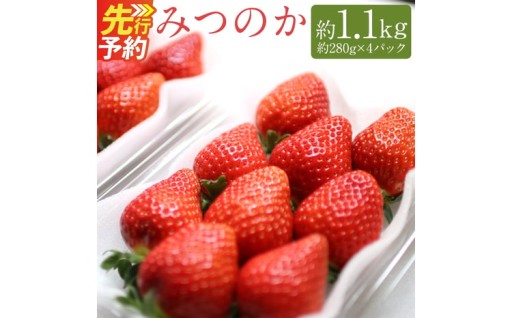 希少な地元産いちご 『みつのか』 280g×4パック