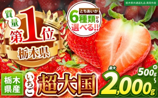 おすすめ！先行予約🍓大人気品種「とちあいか」