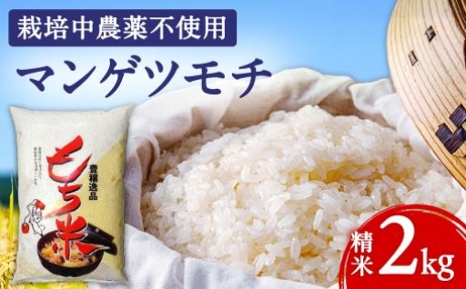 お餅・赤飯に最適！ふっくら弾力のマンゲツモチ